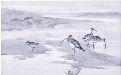 Curlew matning